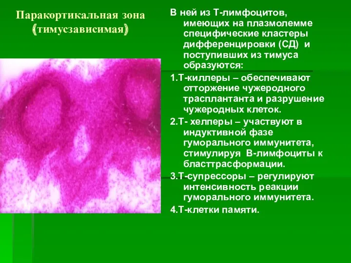 Паракортикальная зона (тимусзависимая) В ней из Т-лимфоцитов, имеющих на плазмолемме специфические кластеры дифференцировки