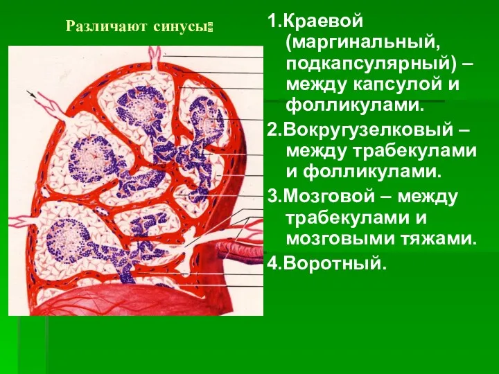 Различают синусы: 1.Краевой (маргинальный, подкапсулярный) – между капсулой и фолликулами.