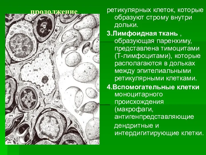 продолжение ретикулярных клеток, которые образуют строму внутри дольки. 3.Лимфоидная ткань , образующая паренхиму,