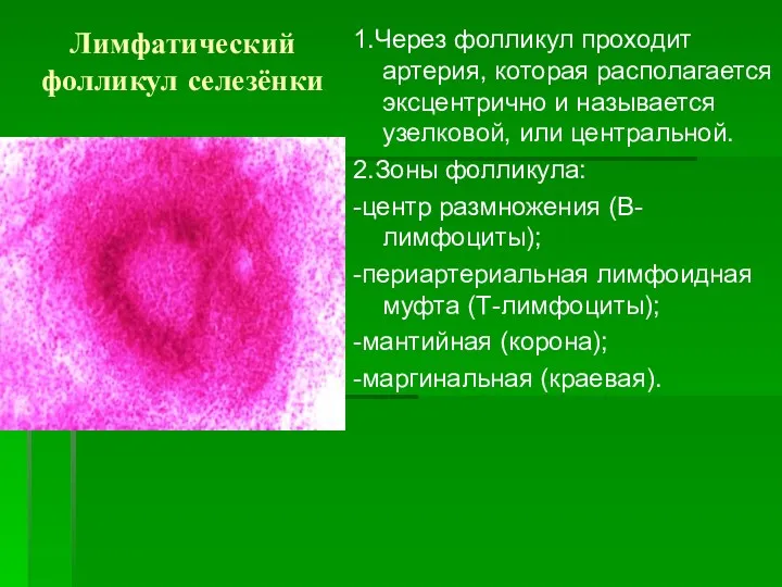 Лимфатический фолликул селезёнки 1.Через фолликул проходит артерия, которая располагается эксцентрично и называется узелковой,