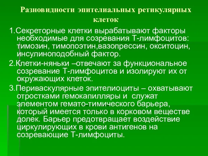 Разновидности эпителиальных ретикулярных клеток 1.Секреторные клетки вырабатывают факторы необходимые для созревания Т-лимфоцитов: тимозин,