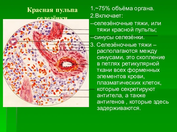 Красная пульпа селезёнки 1.~75% объёма органа. 2.Включает: --селезёночные тяжи, или тяжи красной пульпы;