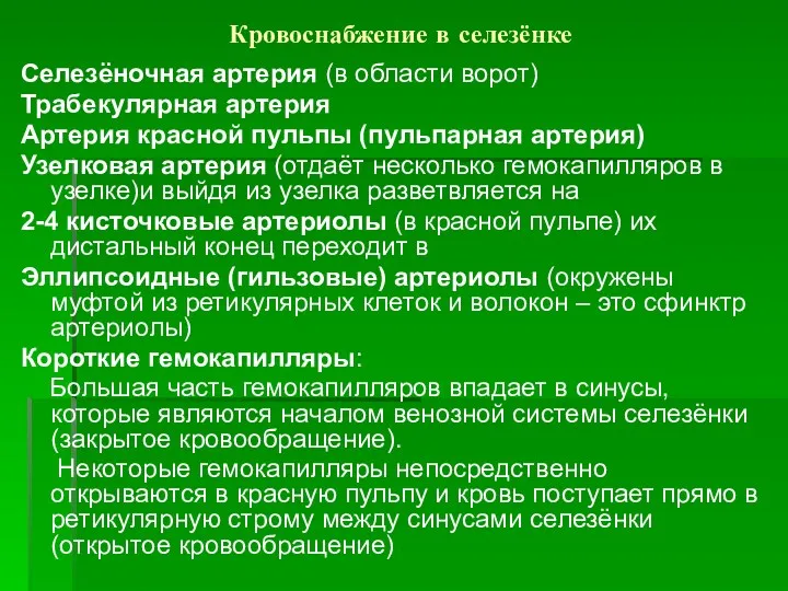 Кровоснабжение в селезёнке Селезёночная артерия (в области ворот) Трабекулярная артерия