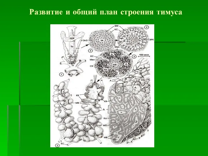 Развитие и общий план строения тимуса