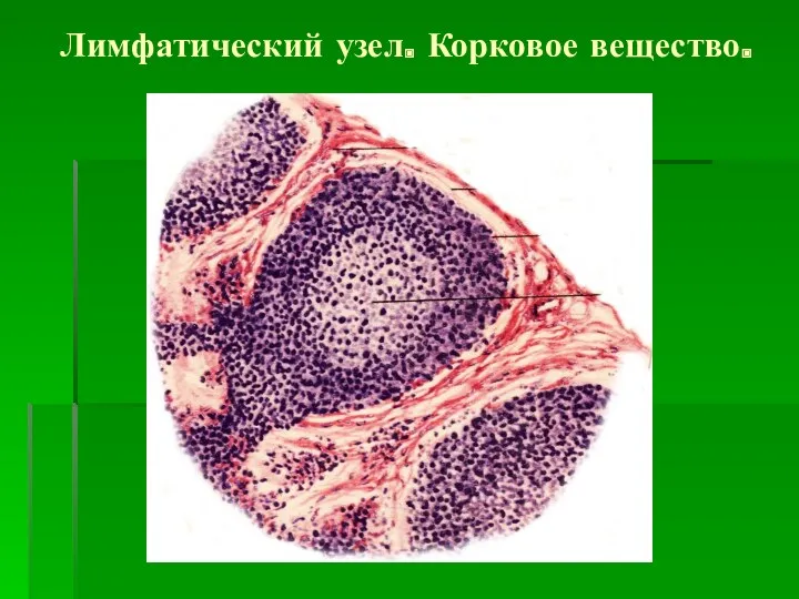 Лимфатический узел. Корковое вещество.