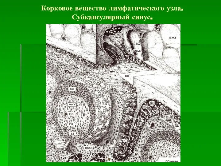 Корковое вещество лимфатического узла. Субкапсулярный синус.