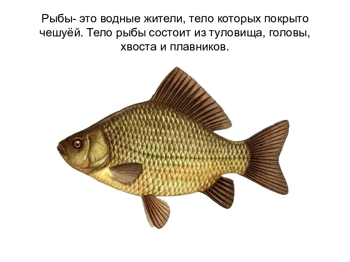 Рыбы- это водные жители, тело которых покрыто чешуёй. Тело рыбы состоит из туловища,