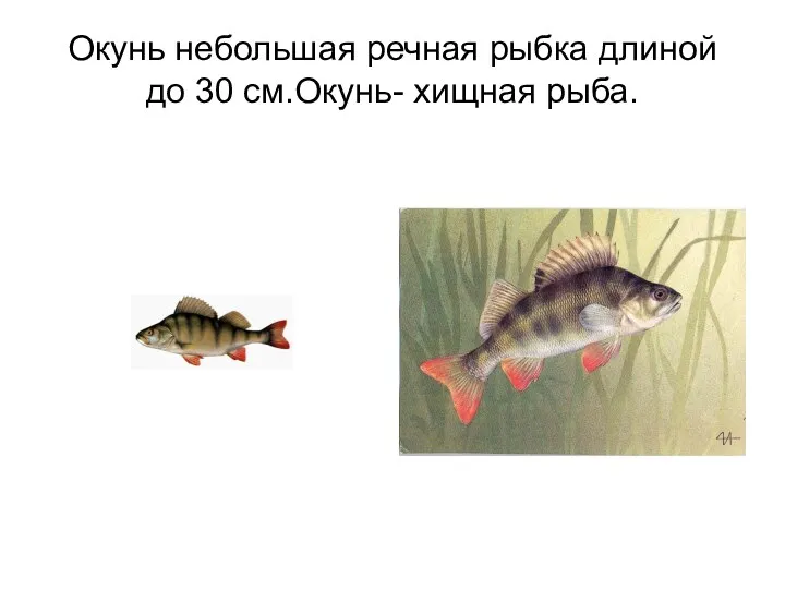 Окунь небольшая речная рыбка длиной до 30 см.Окунь- хищная рыба.