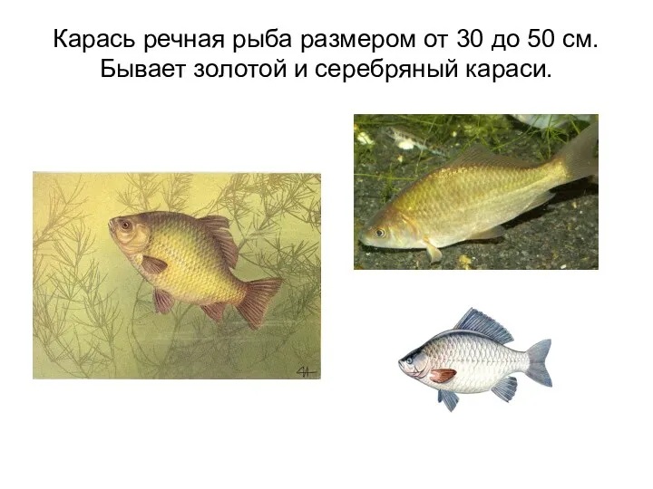 Карась речная рыба размером от 30 до 50 см. Бывает золотой и серебряный караси.