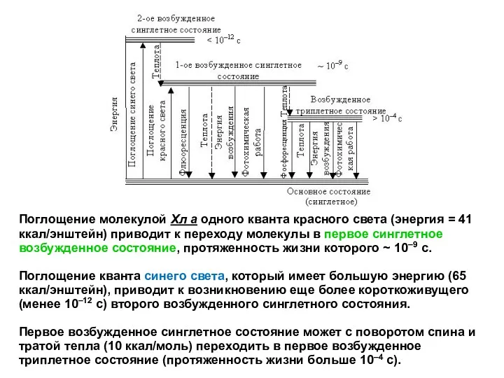 Поглощение молекулой Хл а одного кванта красного света (энергия =