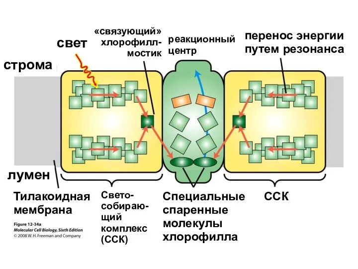 строма лумен Тилакоидная мембрана Свето- собираю- щий комплекс (ССК) Специальные