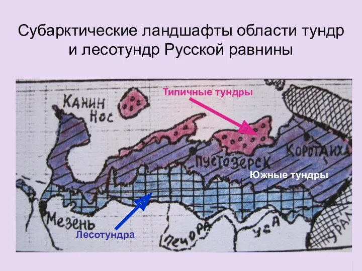Субарктические ландшафты области тундр и лесотундр Русской равнины Лесотундра Типичные тундры Южные тундры