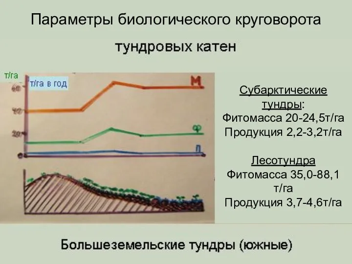 Параметры биологического круговорота Субарктические тундры: Фитомасса 20-24,5т/га Продукция 2,2-3,2т/га Лесотундра Фитомасса 35,0-88,1т/га Продукция 3,7-4,6т/га