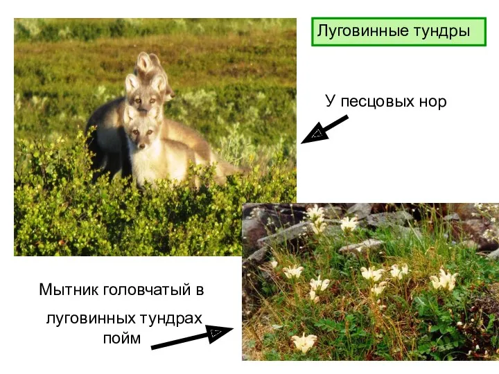 Луговинные тундры У песцовых нор Мытник головчатый в луговинных тундрах пойм