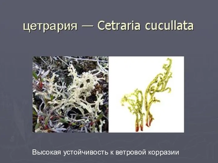 Высокая устойчивость к ветровой корразии