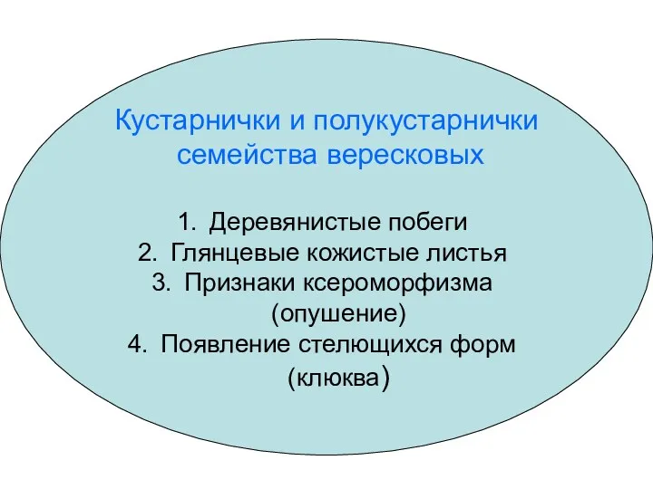 Кустарнички и полукустарнички семейства вересковых Деревянистые побеги Глянцевые кожистые листья