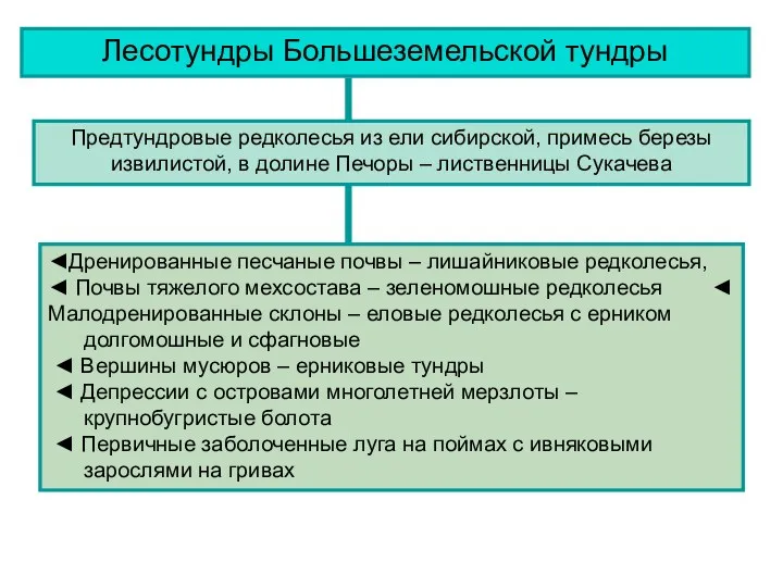 Лесотундры Большеземельской тундры Предтундровые редколесья из ели сибирской, примесь березы