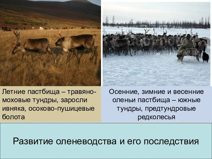 Осенние, зимние и весенние оленьи пастбища – южные тундры, предтундровые