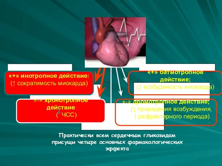 «+» батмотропное действие; (↑ возбудимость миокарда) «+» инотропное действие: (↑ сократимость миокарда) «-»