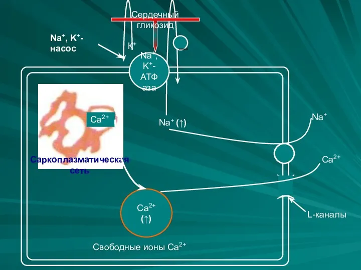 Сердечный гликозид Са2+ Са2+ (↑) Na+ Са2+ Свободные ионы Са2+ Na+, K+-насос —