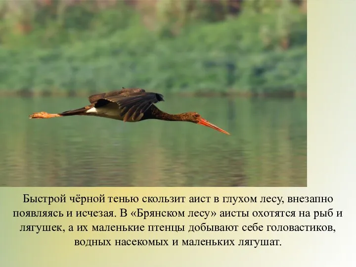 Быстрой чёрной тенью скользит аист в глухом лесу, внезапно появляясь