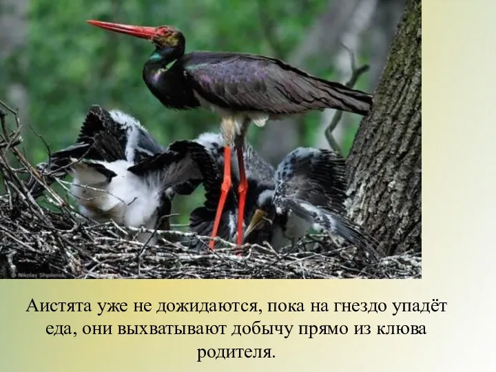 Аистята уже не дожидаются, пока на гнездо упадёт еда, они выхватывают добычу прямо из клюва родителя.