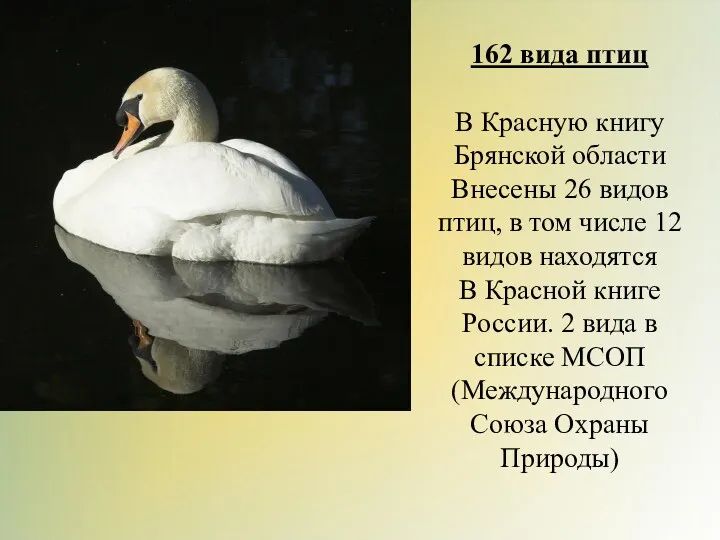 162 вида птиц В Красную книгу Брянской области Внесены 26