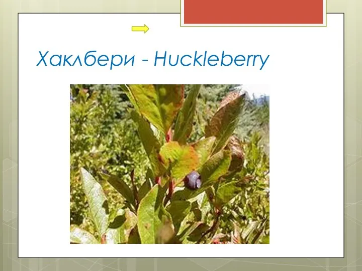 Хаклбери - Huckleberry