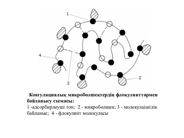 Коагуляциялық микробөлшектердің флокулянттармен байланысу схемасы: 1 -адсорбирлеуші топ; 2 -