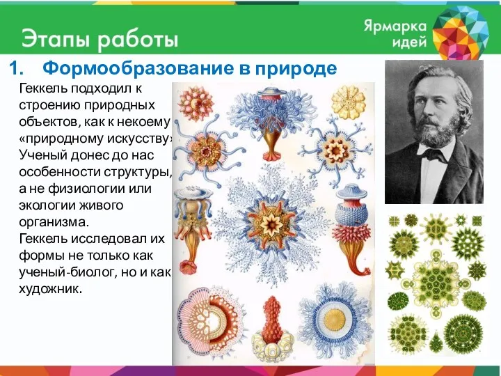 Формообразование в природе Геккель подходил к строению природных объектов, как