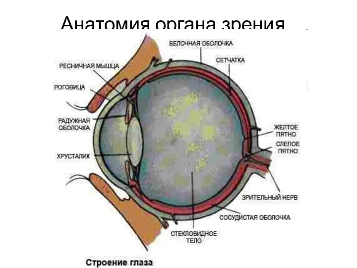 Анатомия органа зрения