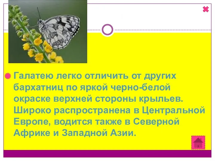 Галатея Галатею легко отличить от других бархатниц по яркой черно-белой