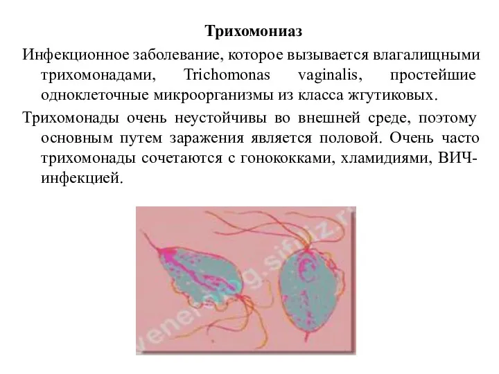 Трихомониаз Инфекционное заболевание, которое вызывается влагалищными трихомонадами, Trichomonas vaginalis, простейшие