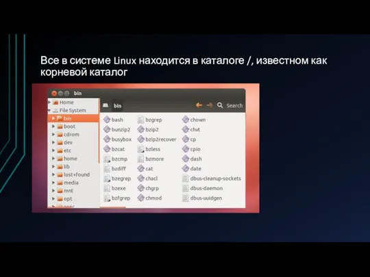 Все в системе Linux находится в каталоге /, известном как корневой каталог