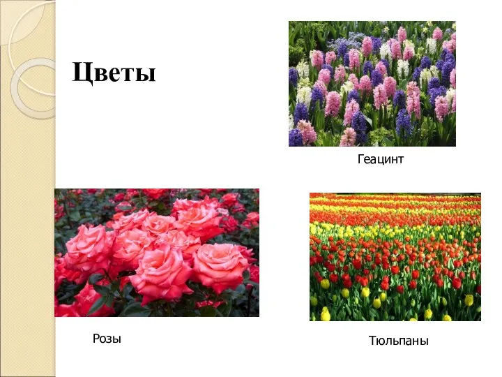 Цветы Розы Геацинт Тюльпаны