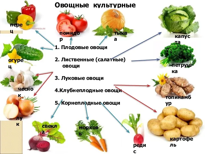 Овощные культурные растения: 1. Плодовые овощи 2. Лиственные (салатные) овощи