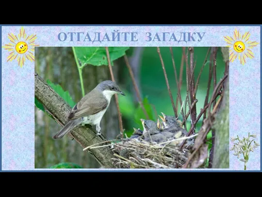 ОТГАДАЙТЕ ЗАГАДКУ Снится ночью пауку Чудо—юдо на суку: Длинный клюв И два крыла...