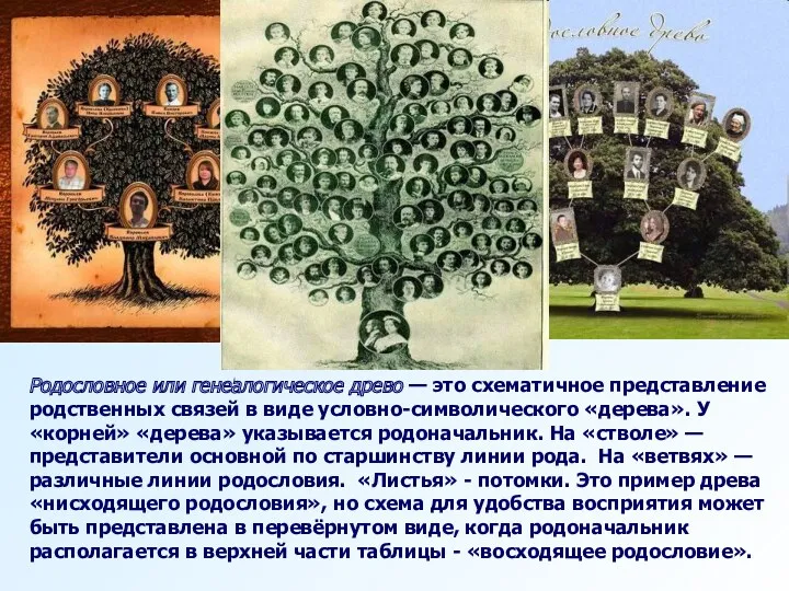 Родословное или генеалогическое древо — это схематичное представление родственных связей в виде условно-символического