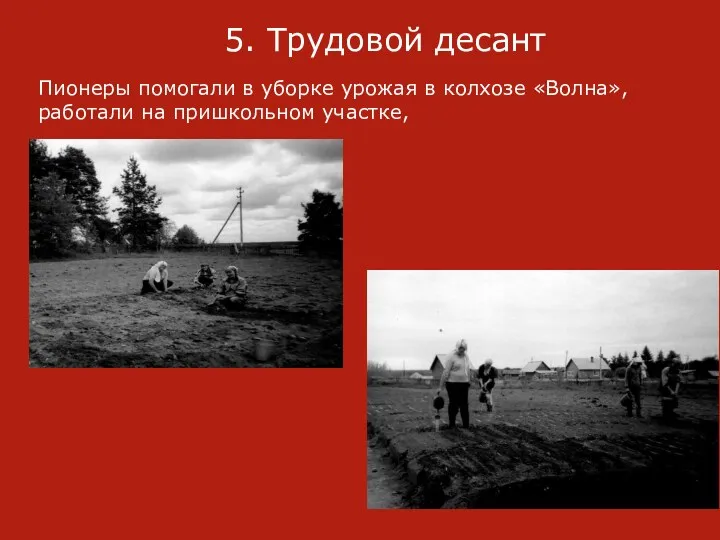 5. Трудовой десант Пионеры помогали в уборке урожая в колхозе «Волна», работали на пришкольном участке,