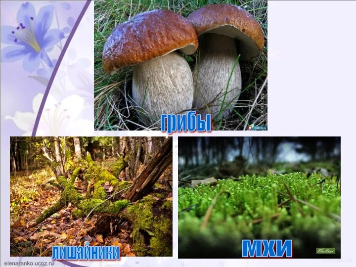 грибы мхи лишайники