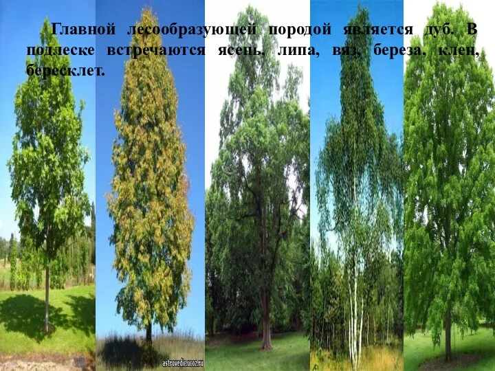 Главной лесообразующей породой является дуб. В подлеске встречаются ясень, липа, вяз, береза, клен, бересклет.