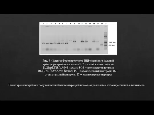 Рис. 4 - Электрофорез продуктов ПЦР скрининга колоний трансформированных клеток: