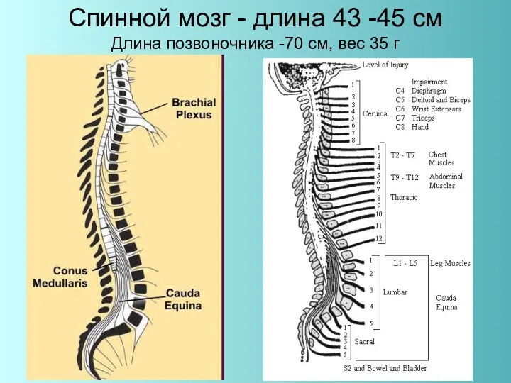 Спинной мозг - длина 43 -45 см Длина позвоночника -70 см, вес 35 г