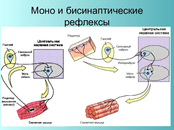 Моно и бисинаптические рефлексы