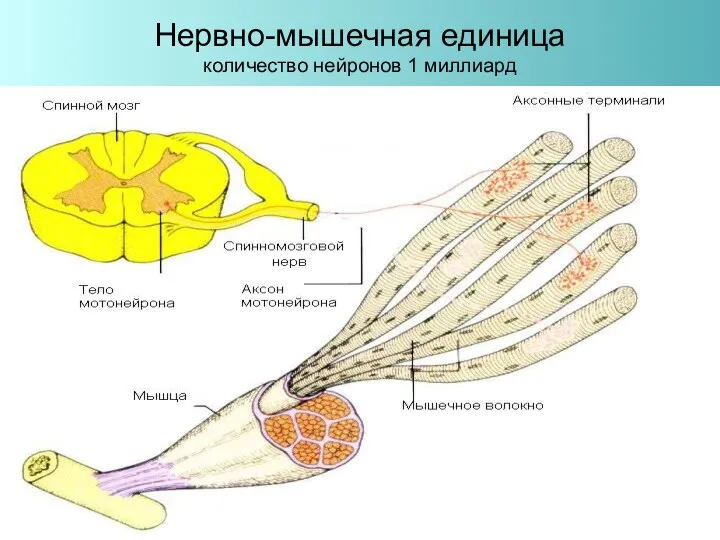 Нервно-мышечная единица количество нейронов 1 миллиард