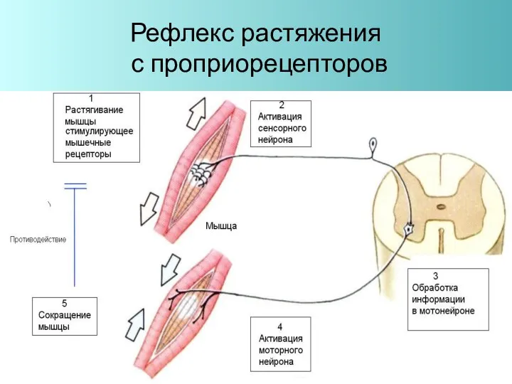 Рефлекс растяжения с проприорецепторов