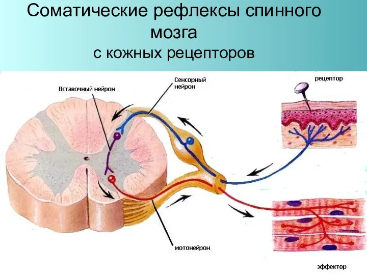 Соматические рефлексы спинного мозга с кожных рецепторов