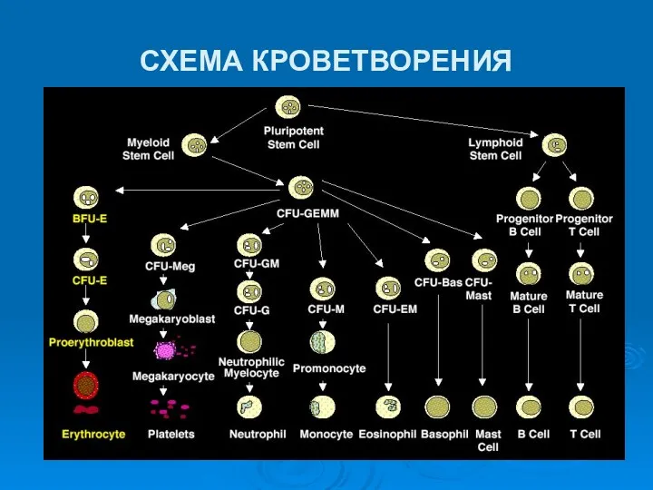 СХЕМА КРОВЕТВОРЕНИЯ