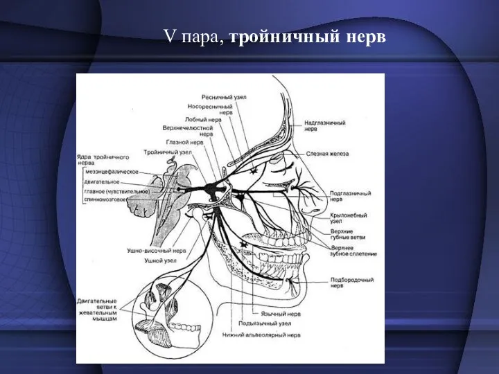 V пара, тройничный нерв