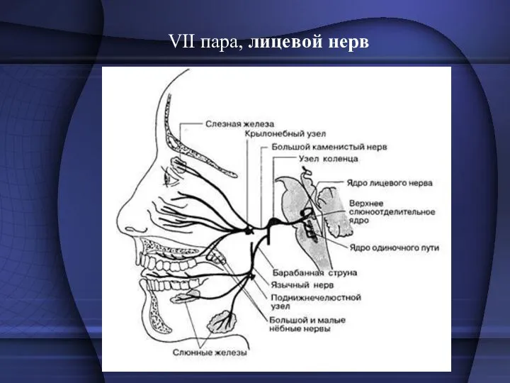 VII пара, лицевой нерв